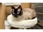 Adopt Ela - ET a Himalayan (long coat) cat in Lyman, SC (41551221)