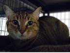Adopt Honey Bun a Brown or Chocolate (Mostly) Domestic Shorthair (short coat)
