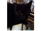 Adopt Riley a All Black Domestic Shorthair (short coat) cat in Safety Harbor