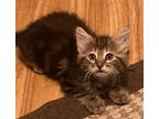 Adopt Mingo a Domestic Mediumhair (long coat) cat in Safety Harbor