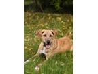 Adopt Amari a Brindle - with White Hound (Unknown Type) dog in Coldwater