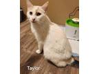 Adopt TAYLOR SWIFT a Orange or Red (Mostly) Domestic Shorthair (short coat) cat