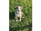 Adopt Diesel a German Shepherd Dog / Pit Bull Terrier dog in Wolcott