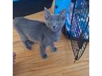 Adopt Jesse a Spotted Tabby/Leopard Spotted Domestic Shorthair / Mixed cat in