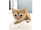 Adopt Dante a Spotted Tabby/Leopard Spotted American Shorthair / Mixed cat in