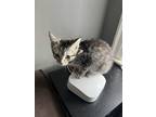 Adopt Gabriella a Spotted Tabby/Leopard Spotted American Shorthair / Mixed cat