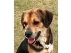 Adopt Creek a Black - with Tan, Yellow or Fawn Shepherd (Unknown Type) / Hound