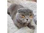 Adopt Alba a Gray or Blue Scottish Fold / Mixed cat in Sedalia, CO (41551181)