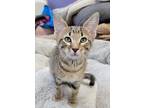Adopt Luffy a Gray, Blue or Silver Tabby Domestic Shorthair cat in Sedalia
