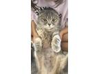 Adopt Ainsley a Gray, Blue or Silver Tabby Scottish Fold / Mixed cat in Sedalia