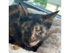 Adopt Brooke a Domestic Shorthair / Mixed cat in Port Washington, NY (41551256)