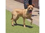 Adopt Pup a Mixed Breed (Medium) / Mixed dog in Port Washington, NY (41551250)