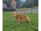 Adopt Pancho a Tan/Yellow/Fawn Basset Hound / Golden Retriever dog in Denver
