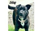 Adopt Juicy a Black Shar Pei dog in Catoosa, OK (41531181)