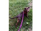 Adopt Peanut 2024 a Brown/Chocolate American Staffordshire Terrier / American