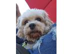 Adopt Lila a White Bichon Frise / Cavalier King Charles Spaniel dog in East