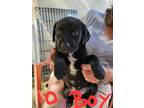 Adopt Puppy #10 a Black - with White Border Collie / Labrador Retriever dog in
