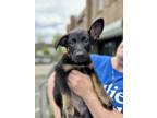 Adopt Apricot a Black - with Tan, Yellow or Fawn Shepherd (Unknown Type) / Hound