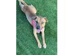 Adopt Dill a Tan/Yellow/Fawn Mixed Breed (Medium) dog in New York, NY (41532005)