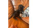 Adopt Soy Bean a Black German Shorthaired Pointer / Poodle (Standard) dog in New