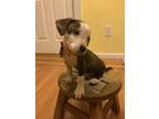 Adopt Dandelion Greens a Brindle Mixed Breed (Medium) dog in New York