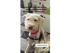 Adopt Winter Melon a White Goldendoodle / Labradoodle dog in New York