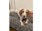 Adopt Bull a White - with Tan, Yellow or Fawn Beagle dog in New York