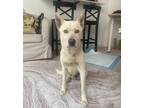 Adopt Daikon a White Mixed Breed (Medium) / Mixed dog in New York, NY (41531997)