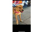 Adopt Arugula a Tan/Yellow/Fawn Mixed Breed (Medium) / Mixed dog in New York