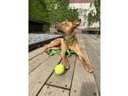 Adopt Butter Bean a Tan/Yellow/Fawn Mixed Breed (Medium) dog in New York