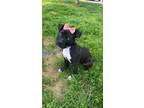 Adopt Bean Sprout a Black - with White Mixed Breed (Medium) dog in New York