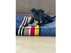 Adopt Artichoke a Black Mixed Breed (Medium) dog in New York, NY (41531980)