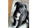 Adopt Fiddlehead a Black Mixed Breed (Medium) dog in New York, NY (41531971)