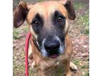 Adopt Kannoa a Mixed Breed (Medium) dog in Whitestone, NY (41494796)