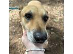 Adopt Laurel a Mixed Breed (Medium) dog in Whitestone, NY (41551148)