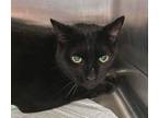 Adopt Pushy a All Black Domestic Shorthair / Mixed cat in Whitestone