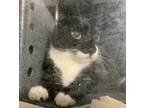 Adopt Benji a Domestic Shorthair / Mixed cat in Whitestone, NY (41530818)