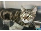 Adopt Angelina a Domestic Shorthair / Mixed cat in Whitestone, NY (41530814)