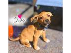 Adopt Dude a Tan/Yellow/Fawn - with White Mixed Breed (Medium) dog in Saugus