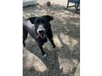 Adopt Lilah a Black Mixed Breed (Large) / Mixed dog in Elmsford, NY (41530626)