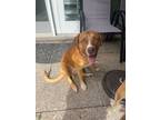 Adopt Ethan Zohn a Tan/Yellow/Fawn Mixed Breed (Medium) dog in New York