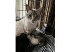 Adopt Kailani a Domestic Shorthair / Mixed (short coat) cat in Brandon