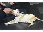 Adopt Montey a White - with Brown or Chocolate English Pointer / Pointer dog in