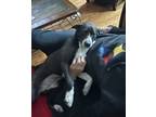 Adopt Delilah a Black - with White Labrador Retriever / Beagle dog in Milton