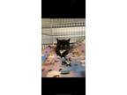 Adopt Two Tone a Black & White or Tuxedo Domestic Mediumhair cat in Cedartown