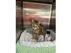 Adopt Polly (the polydactyl) a Gray or Blue (Mostly) Domestic Shorthair cat in
