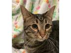 Adopt 5955 Harley a Spotted Tabby/Leopard Spotted Domestic Shorthair (short