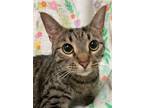 Adopt 5956 Henry a Gray, Blue or Silver Tabby Domestic Shorthair cat in