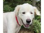 Adopt 6732 Moose a Great Pyrenees / Mixed Breed (Medium) dog in Hartwell