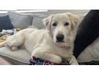 Adopt Murphy a White Great Pyrenees dog in Denver, CO (41484846)